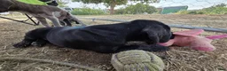 German Shorthaired Pointer dogs for sale: Mini You - Ad 5