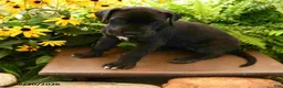 Great Dane dogs for sale: Layla - Ad 3