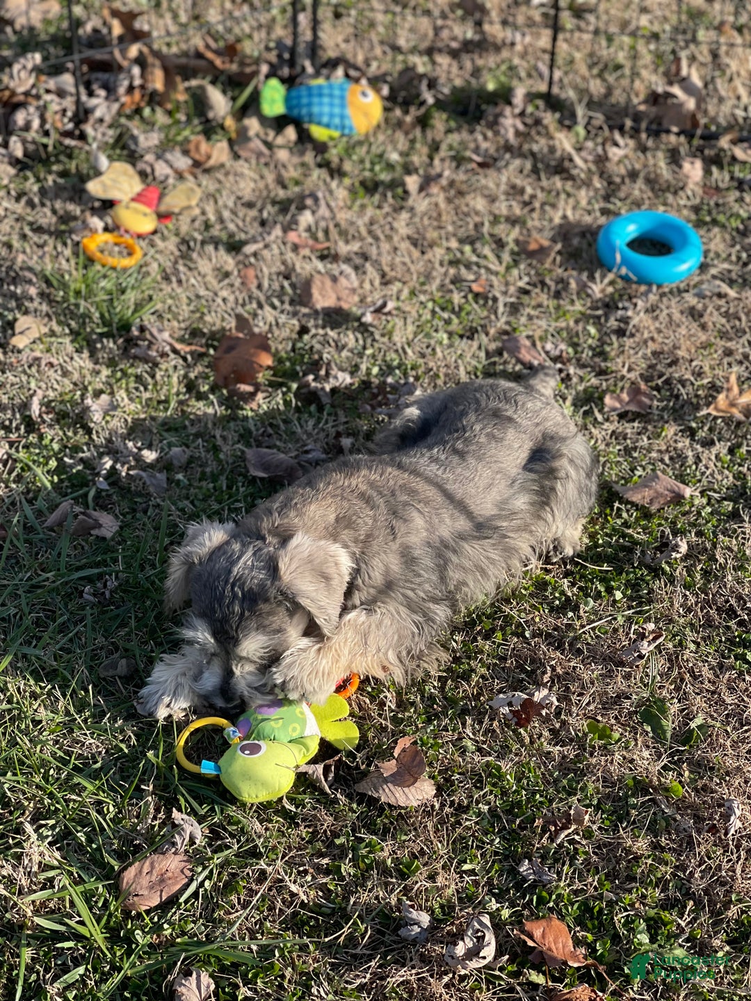 Miniature Schnauzer dogs for sale: Miniature Schnauzer Puppy 1 - Ad 5