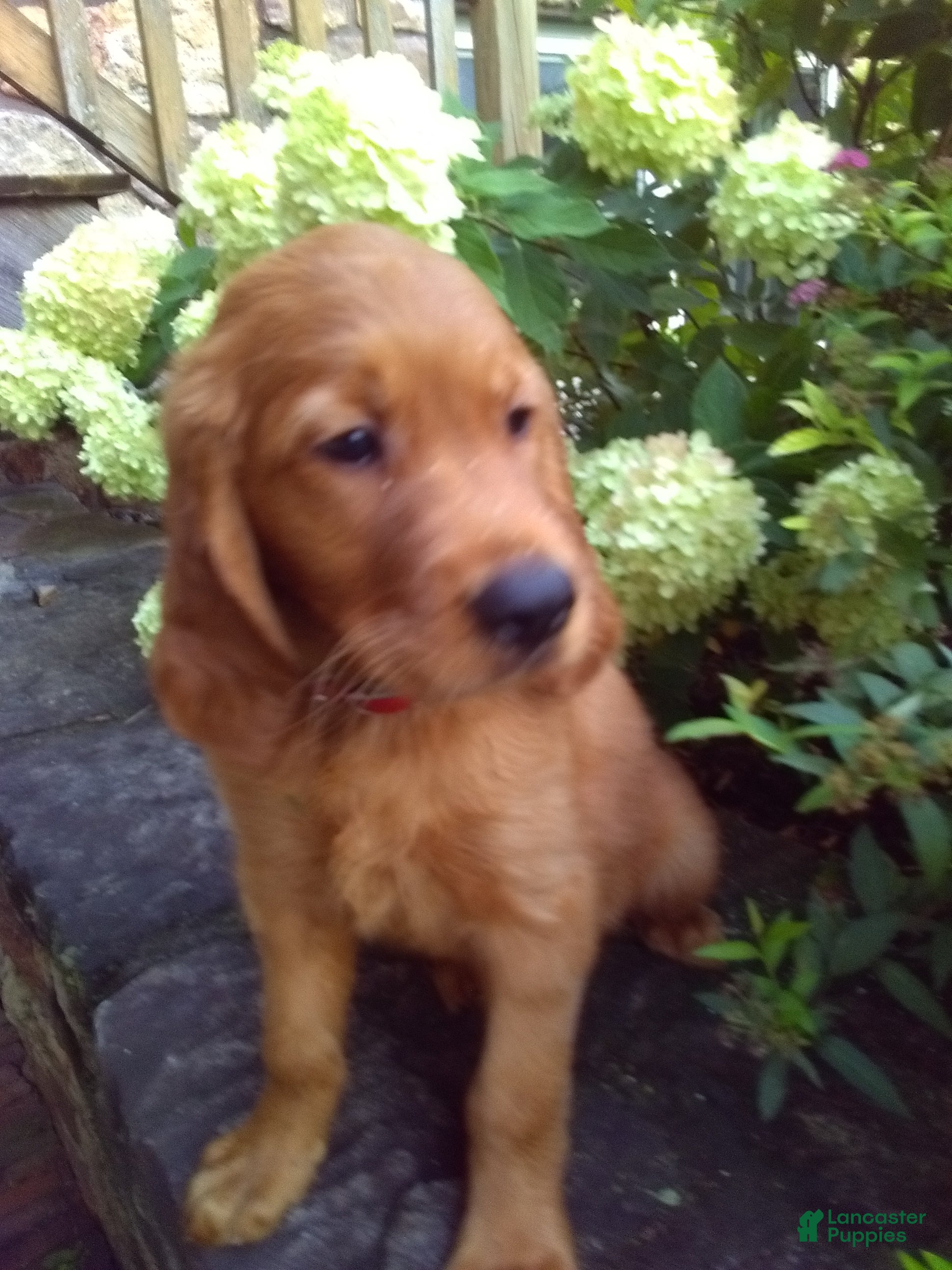 Mixed Breed dogs Vince - Ad 2