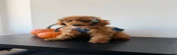 Miniature Poodle dogs for sale: Daisy - Ad 3