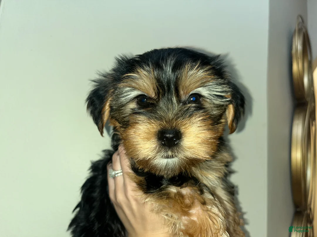 Yorkshire Terrier dogs for sale: Pearl - Ad 3