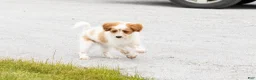 Mini Goldendoodle dogs for sale: Petunia  - Ad 1