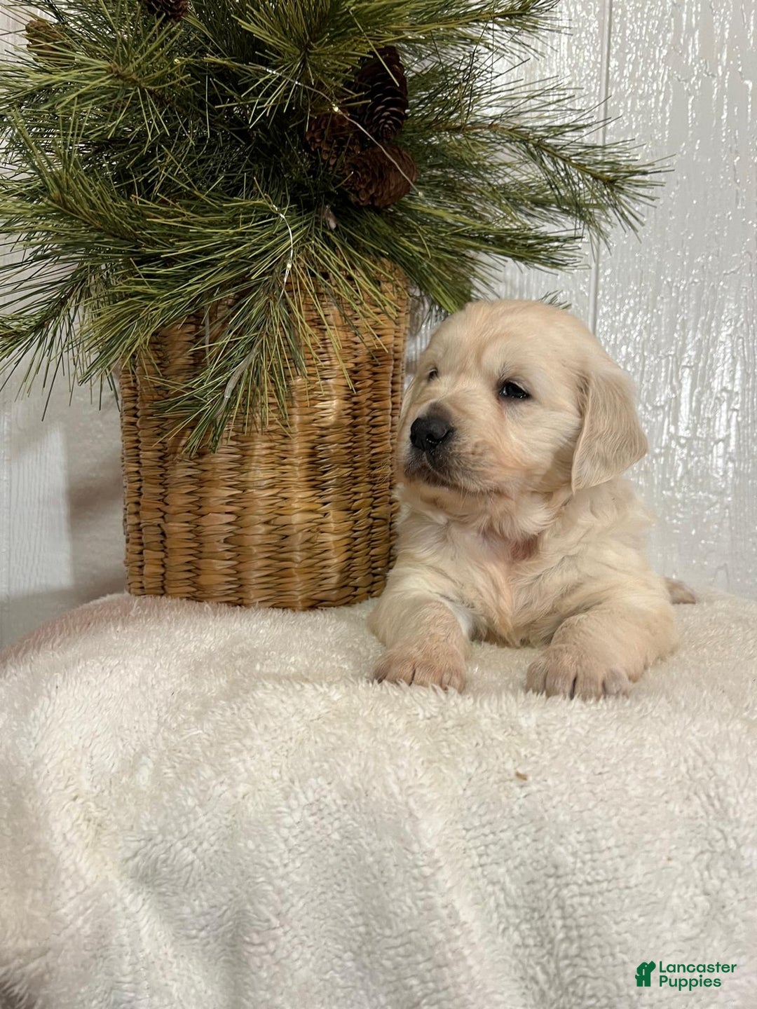 Golden Retriever dogs for sale: Rosie - Ad 4