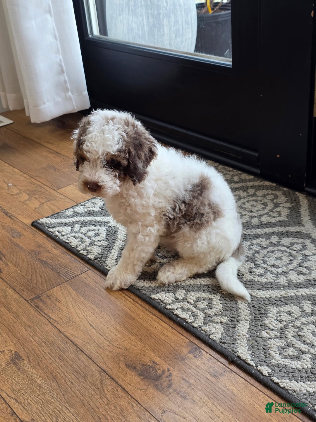 Mini Goldendoodle dogs for sale: Rocky - Ad 2