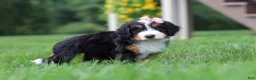 Mini Bernedoodle dogs for sale: Molly🎀 - Ad 5