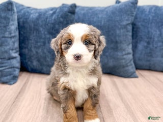 Mini Bernedoodle dogs Piper - Ad 25
