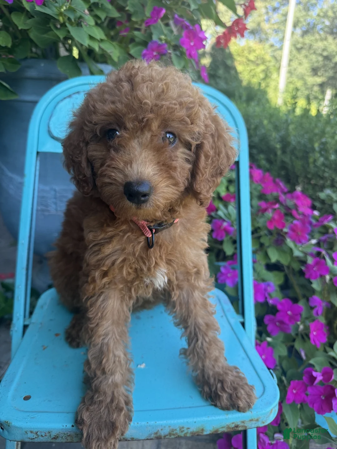 Miniature Labradoodle dogs for sale: Callie - Ad 8
