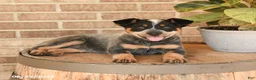 Australian Cattle Dog dogs for sale: Mya - Ad 5