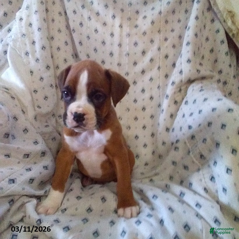 Boxer dogs Wrangler - Ad 1