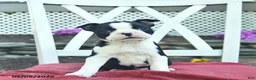 Boston Terrier dogs for sale: Poppy  - Ad 1