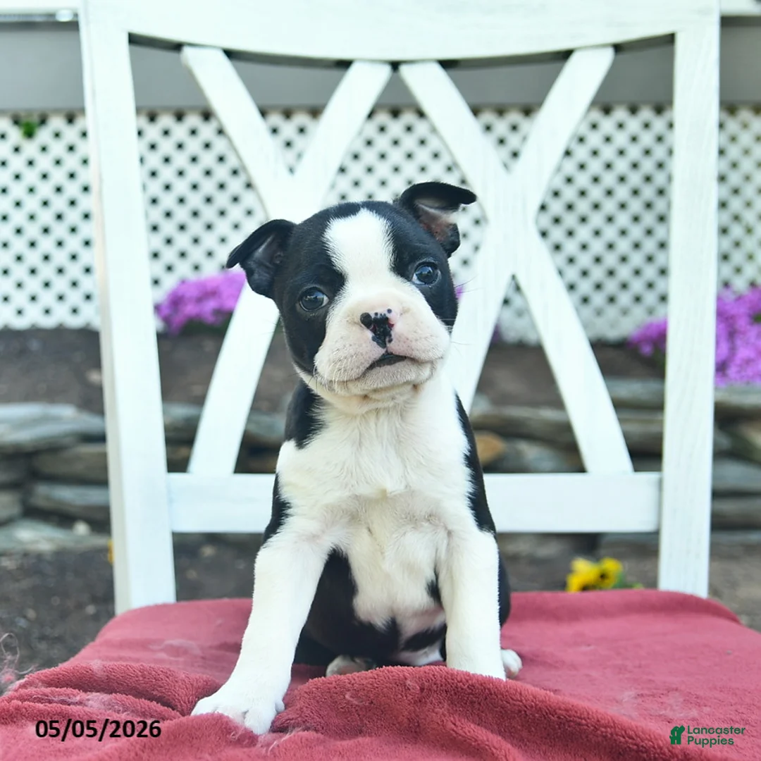 Boston Terrier dogs for sale: Poppy  - Ad 1