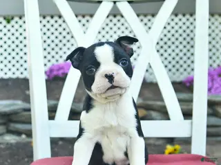 Boston Terrier dogs for sale: Poppy - Ad 4