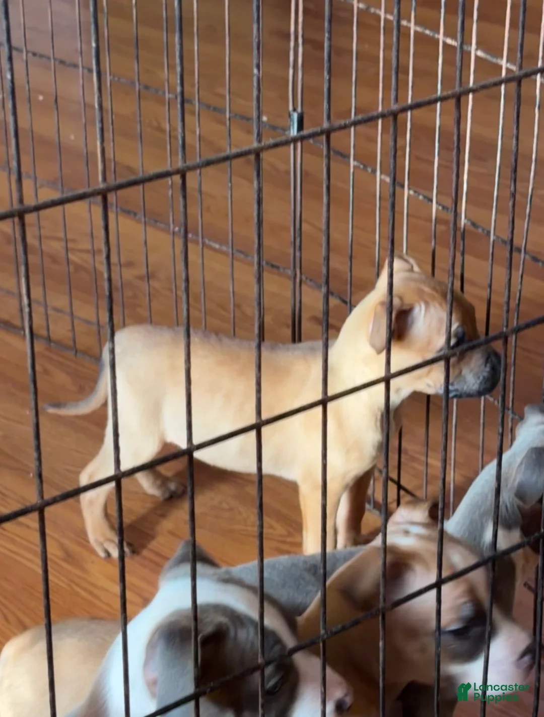 American Pit Bull Terrier dogs for sale: Hennessy  - Ad 3