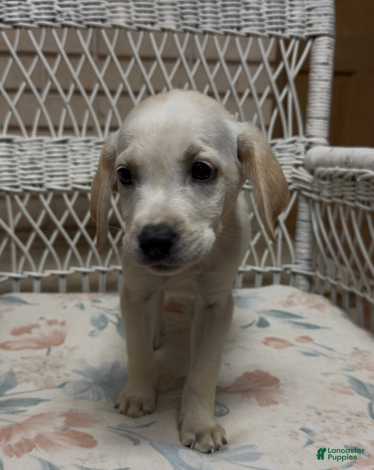 Labrador Retriever dogs for sale: Labrador Retriever Jackie - Ad 76