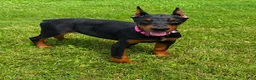 Doberman Pinscher dogs for sale: Doberman Pinscher 1 - Ad 2