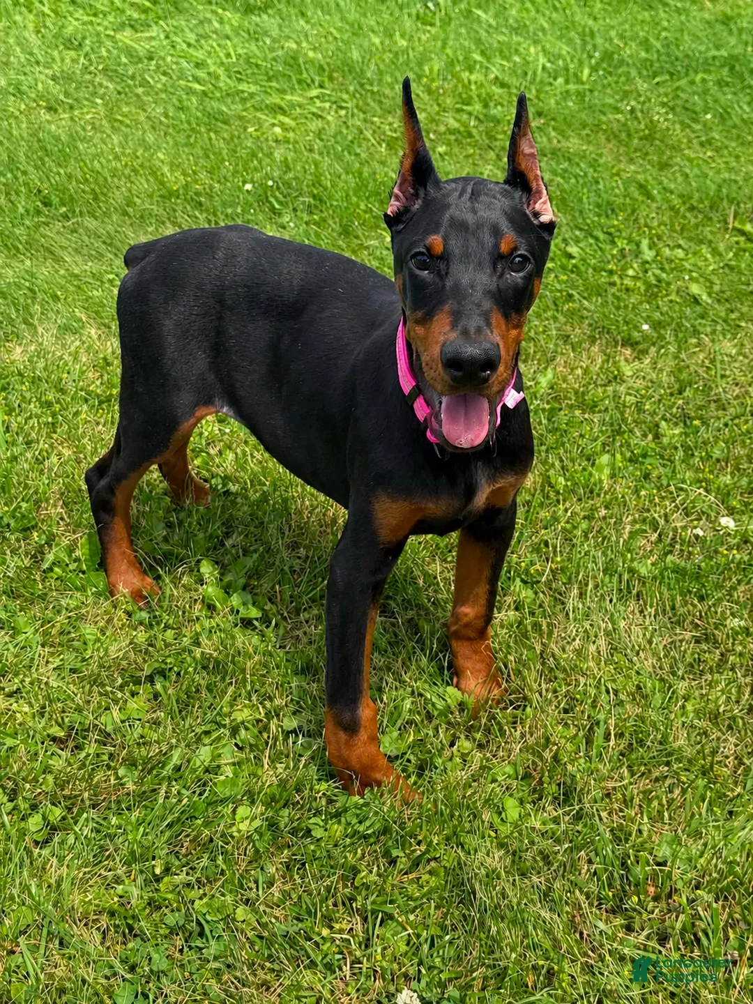 Doberman Pinscher dogs for sale: Doberman Pinscher 1 - Ad 2