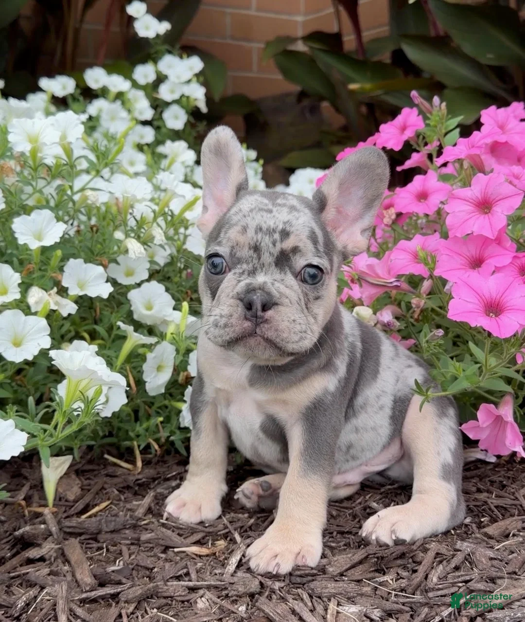French Bulldog dogs for sale: Bingo - Ad 2