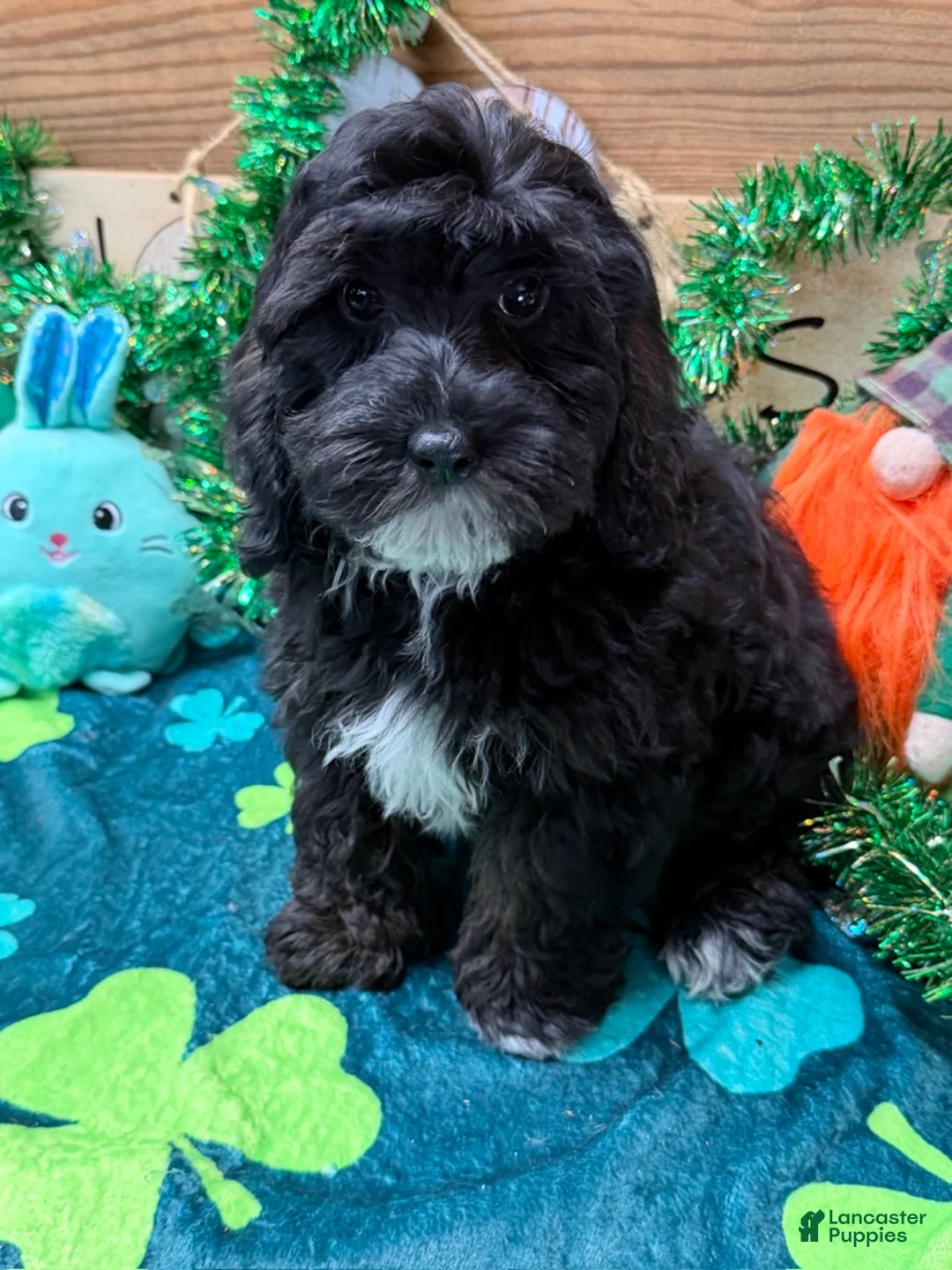 Cockapoo dogs for sale: Sugar - Ad 2