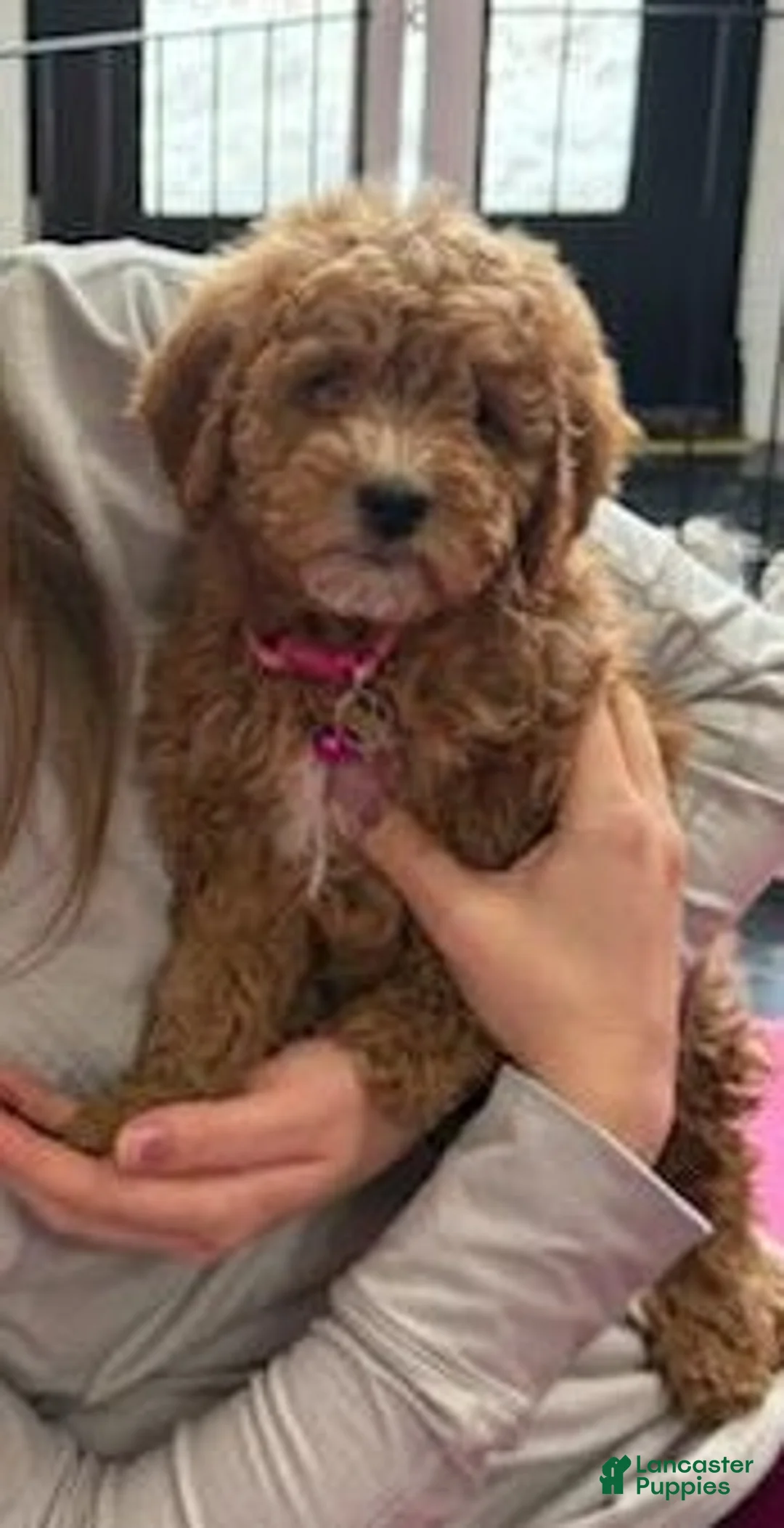 Mini Goldendoodle dogs for sale: Wanda🌷 Genetic Clear Parents - Ad 18