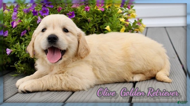Golden Retriever dogs Olive - Ad 1