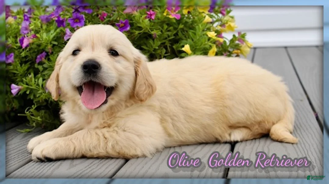 Golden Retriever dogs for sale: Olive - Ad 1