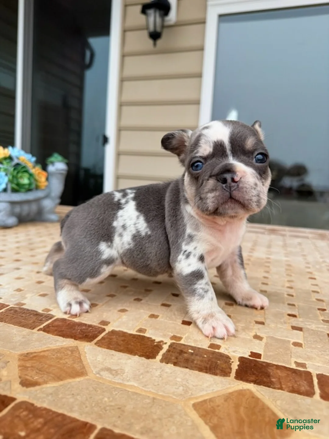 French Bulldog dogs for sale: Lola - Ad 2