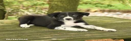 Border Collie dogs for sale: Forrest - Ad 3
