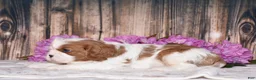 Cavalier King Charles Spaniel dogs for sale: Bronx - Ad 8