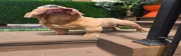English Bulldog dogs for stud: OPEN FOR STUD - Ad 36