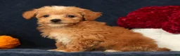 Bichpoo dogs for sale: Omar - Ad 8
