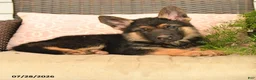 German Shepherd dogs for sale: Seth - Ad 3