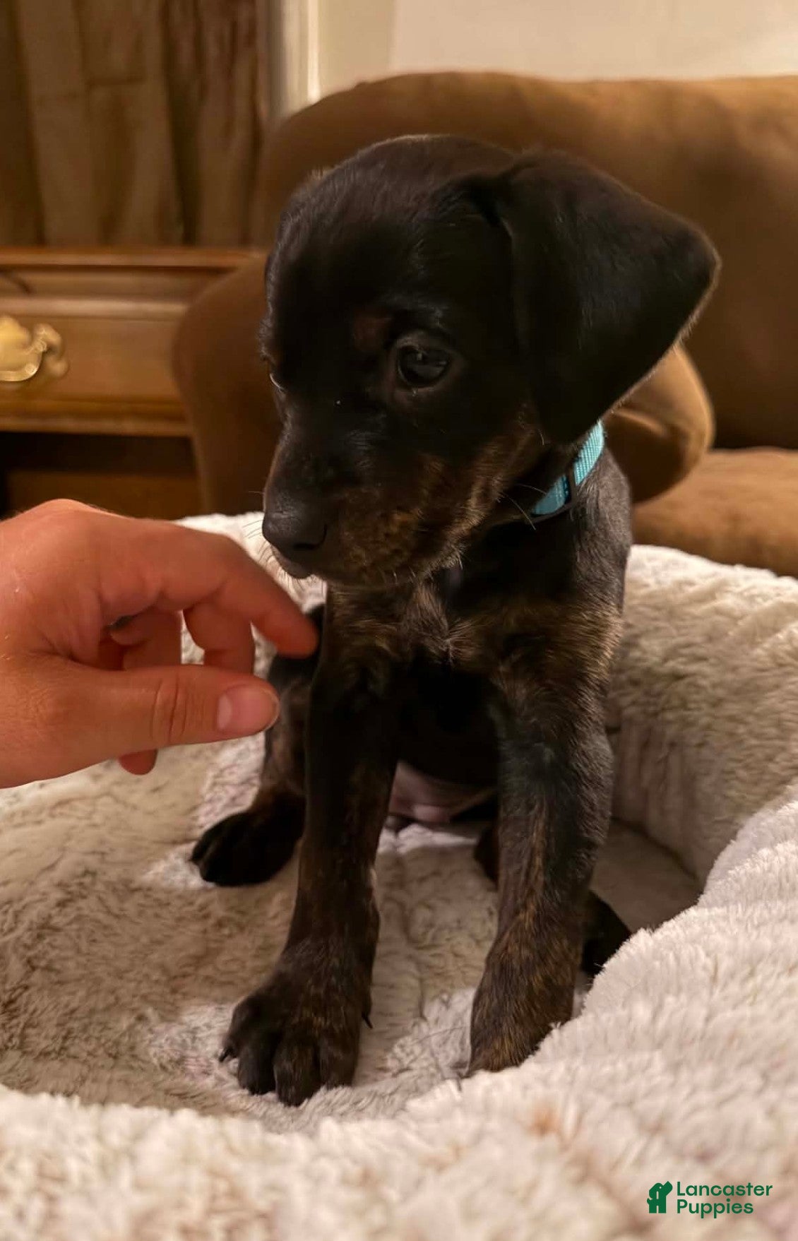 Mixed Breed dogs Ms. Light Blue - Ad 2