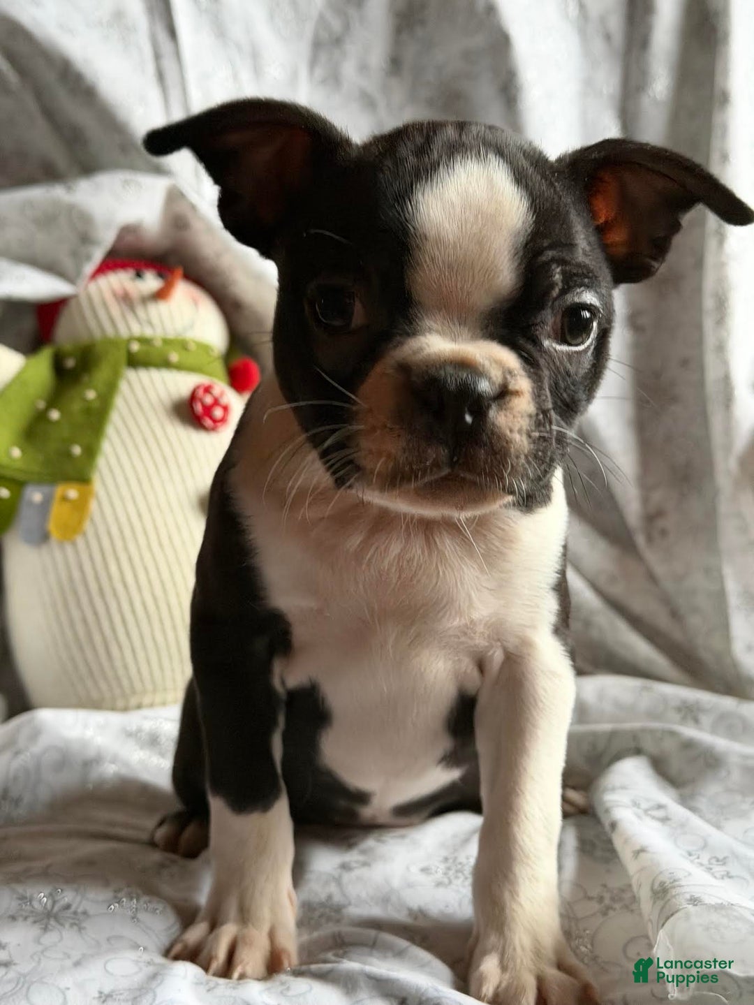Boston Terrier dogs for sale: Mable - Ad 1