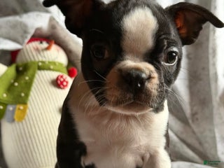 Boston Terrier dogs Mable - Ad 5