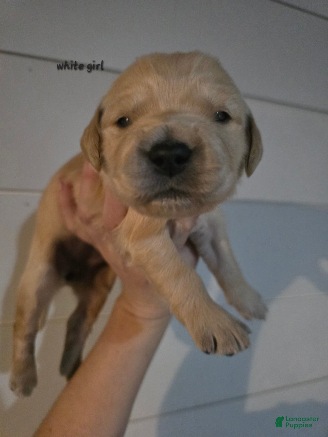 Golden Retriever dogs for sale: Golden Retriever Puppy 1 - Ad 4