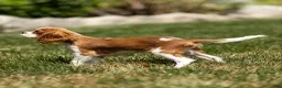 Cavalier King Charles Spaniel dogs for sale: Allen Cavalier King Charles Spaniel Puppy  - Ad 7