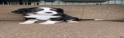 Miniature Bernese Mountain Dog dogs for sale: Sorrento [Reserved] - Ad 12