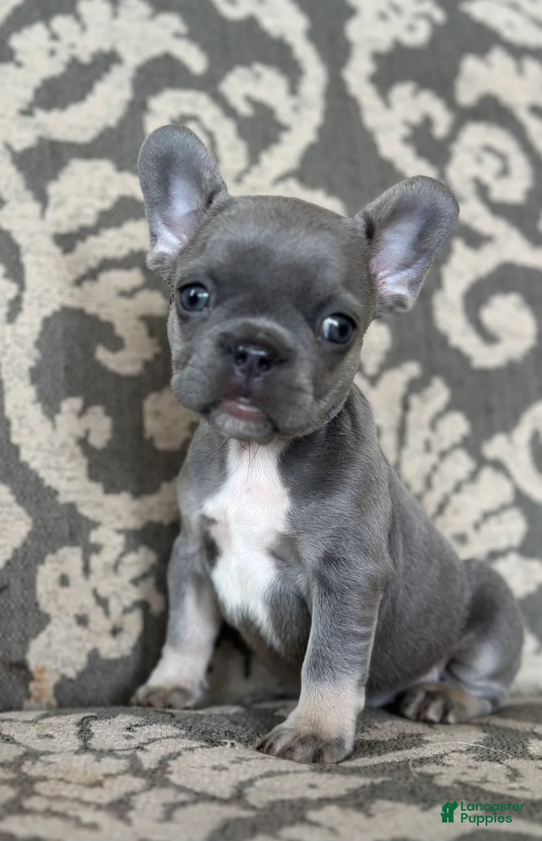 French Bulldog dogs for sale: Miss Violet - Ad 1