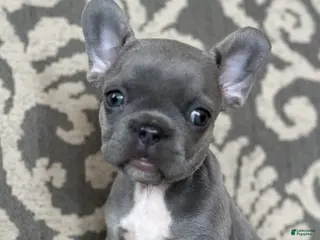 French Bulldog dogs Miss Violet - Ad 20