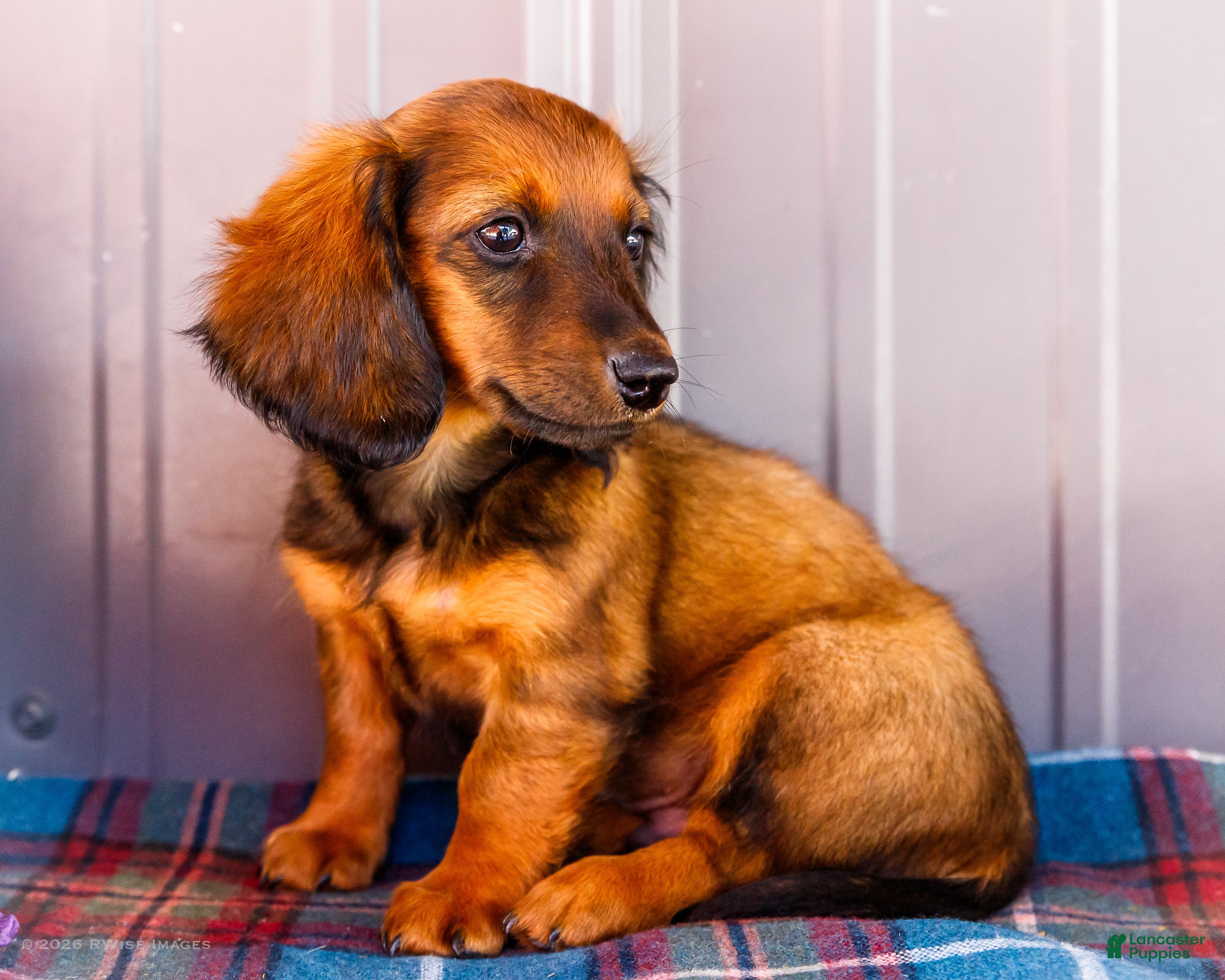 Miniature Dachshund dogs Bryce - Ad 2