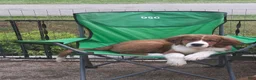 Mixed Breed dogs for sale: Marley - Ad 57