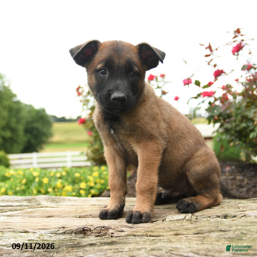 Belgian Malinois dogs Thor - Ad 1