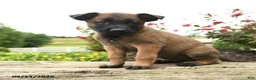 Belgian Malinois dogs for sale: Thor - Ad 1
