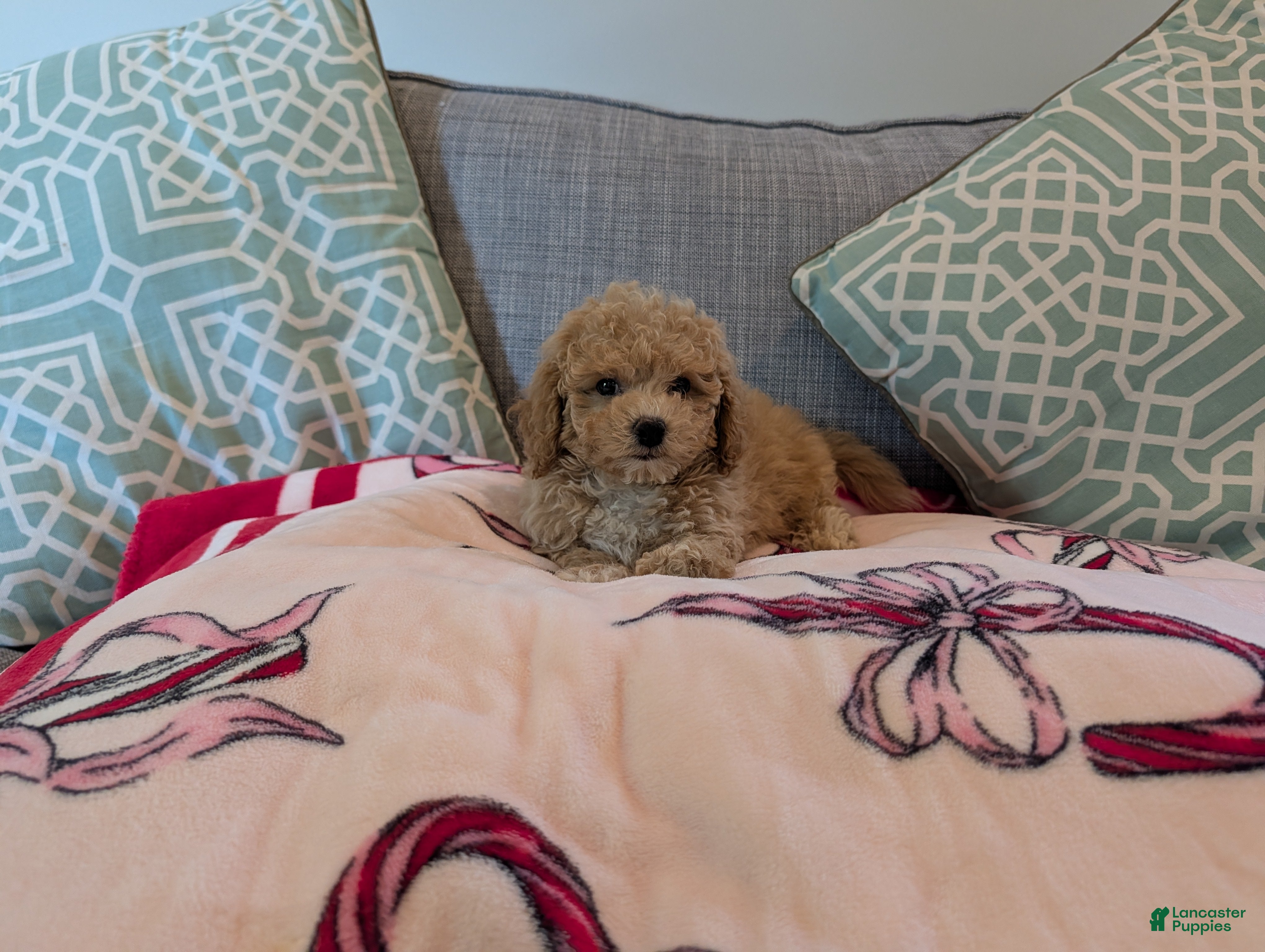 Toy Poodle dogs Elliot - Ad 1