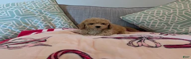 Elliot