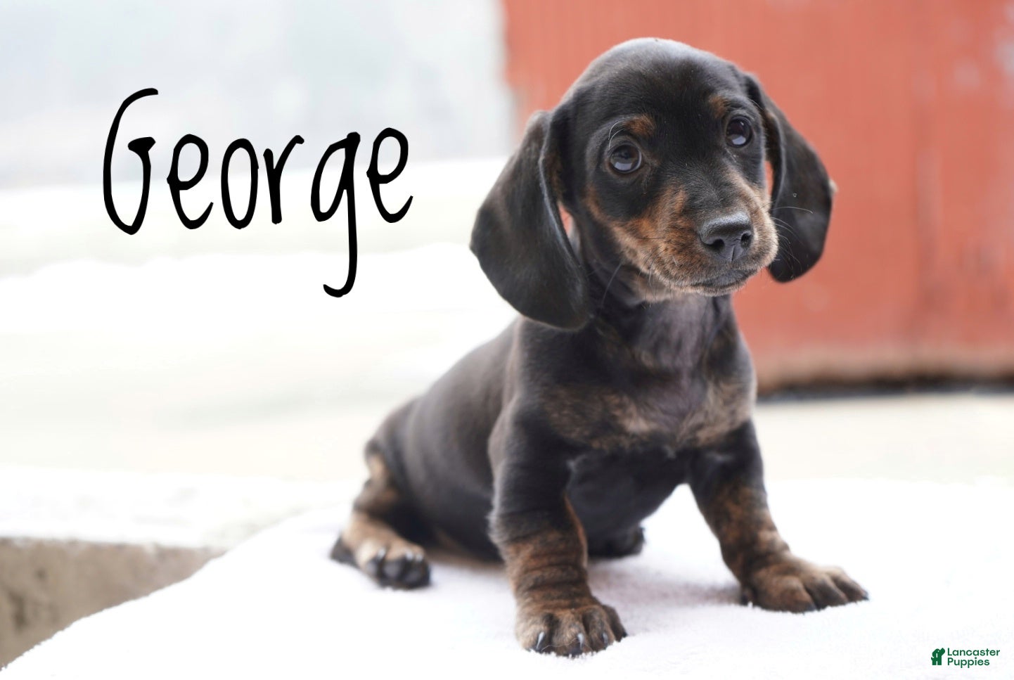 Dachshund dogs George  - Ad 2