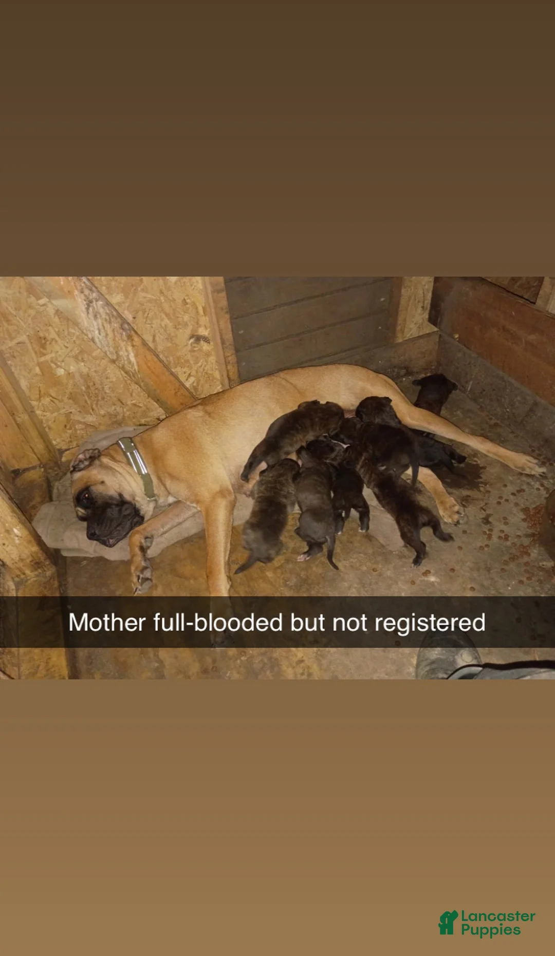 Cane Corso dogs for sale: Cane Corso 6 - Ad 2