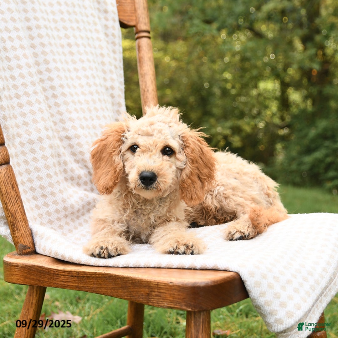 Cockapoo dogs for sale: Faith - Ad 9