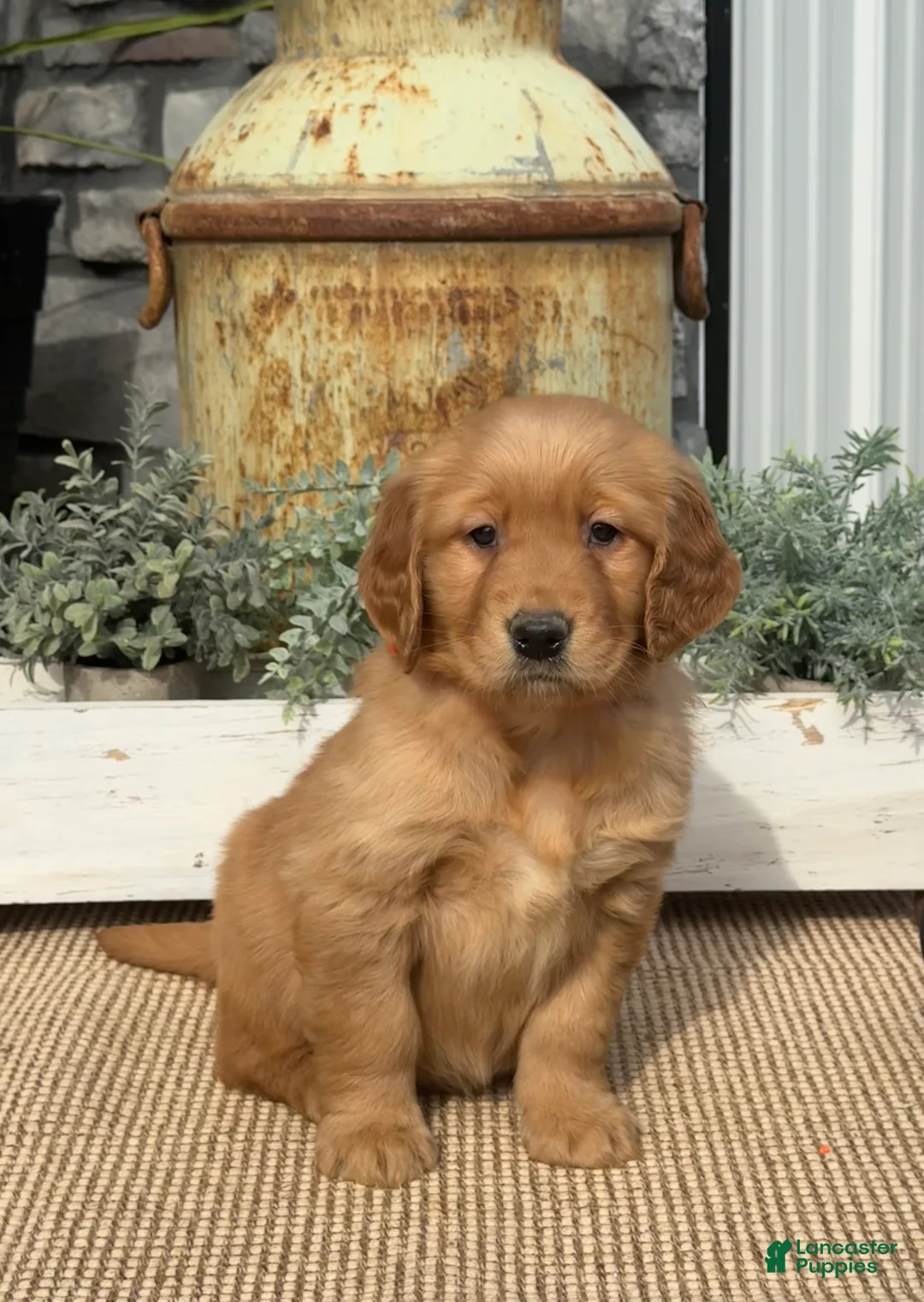 Golden Retriever dogs for sale: Blossom - Ad 1